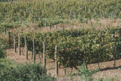 szuret_075_0